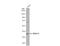 Histone Deacetylase 11 antibody, NBP2-16789, Novus Biologicals, Western Blot image 