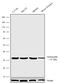 Secreted Phosphoprotein 1 antibody, 702184, Invitrogen Antibodies, Western Blot image 