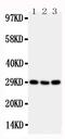 TNF Receptor Superfamily Member 4 antibody, LS-C343919, Lifespan Biosciences, Western Blot image 