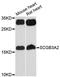 Secretoglobin Family 3A Member 2 antibody, LS-C748199, Lifespan Biosciences, Western Blot image 