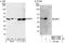 Proliferation-Associated 2G4 antibody, NBP1-71839, Novus Biologicals, Western Blot image 