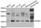 Inhibin Subunit Beta C antibody, A10556-3, Boster Biological Technology, Western Blot image 