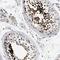 Actin Like 7B antibody, NBP1-86973, Novus Biologicals, Immunohistochemistry frozen image 