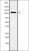 Fas Binding Factor 1 antibody, orb336288, Biorbyt, Western Blot image 