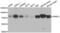 Dynamin 1 Like antibody, abx002022, Abbexa, Western Blot image 