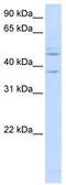 Replication Factor C Subunit 3 antibody, TA339256, Origene, Western Blot image 