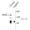 Glutamate Ionotropic Receptor NMDA Type Subunit 2C antibody, TA309200, Origene, Western Blot image 