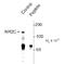 Glutamate Ionotropic Receptor NMDA Type Subunit 2C antibody, TA309200, Origene, Western Blot image 