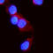 Activin A Receptor Type 2A antibody, PB10027, Boster Biological Technology, Immunofluorescence image 