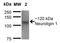 Neuroligin 1 antibody, NBP2-42192, Novus Biologicals, Western Blot image 