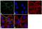 PKP1 antibody, 32-5700, Invitrogen Antibodies, Immunofluorescence image 