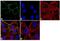 PKP1 antibody, 32-5700, Invitrogen Antibodies, Immunofluorescence image 