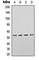 p53 antibody, abx121795, Abbexa, Western Blot image 