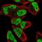 Fem-1 Homolog C antibody, NBP2-32501, Novus Biologicals, Immunofluorescence image 