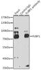 Far Upstream Element Binding Protein 1 antibody, 19-747, ProSci, Immunoprecipitation image 