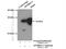 Apolipoprotein B MRNA Editing Enzyme Catalytic Subunit 2 antibody, 20121-1-AP, Proteintech Group, Immunoprecipitation image 