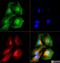 Adiponectin, C1Q And Collagen Domain Containing antibody, NB100-65810, Novus Biologicals, Immunocytochemistry image 