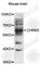 Cholinergic Receptor Muscarinic 3 antibody, A1602, ABclonal Technology, Western Blot image 