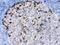 Adenosine Deaminase antibody, PB9914, Boster Biological Technology, Immunohistochemistry frozen image 