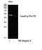 SMAD Family Member 3 antibody, A00059T179-1, Boster Biological Technology, Western Blot image 