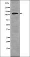 Interleukin 16 antibody, orb339197, Biorbyt, Western Blot image 