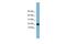 Golgin A7 antibody, GTX45019, GeneTex, Western Blot image 