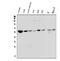 Optineurin antibody, M00952, Boster Biological Technology, Western Blot image 