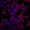 Low Density Lipoprotein Receptor antibody, BAF2255, R&D Systems, Western Blot image 