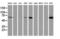 Epsin 2 antibody, LS-C173745, Lifespan Biosciences, Western Blot image 