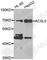 Acyl-CoA Synthetase Long Chain Family Member 5 antibody, A7509, ABclonal Technology, Western Blot image 