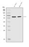 Zic Family Member 3 antibody, A04050-2, Boster Biological Technology, Western Blot image 