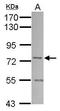 Sorting Nexin 1 antibody, GTX112635, GeneTex, Western Blot image 