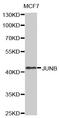 JunB Proto-Oncogene, AP-1 Transcription Factor Subunit antibody, MBS125833, MyBioSource, Western Blot image 