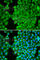 Carbonic Anhydrase 3 antibody, A1212, ABclonal Technology, Immunofluorescence image 