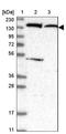 NLR Family Pyrin Domain Containing 2 antibody, NBP1-85553, Novus Biologicals, Western Blot image 