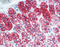 BCL2 Associated Agonist Of Cell Death antibody, 49-038, ProSci, Immunohistochemistry frozen image 