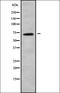 Angiomotin antibody, orb338004, Biorbyt, Western Blot image 