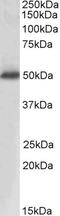 Acid Phosphatase, Prostate antibody, EB09390, Everest Biotech, Western Blot image 