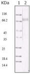 KSHV ORF45 antibody, abx016034, Abbexa, Enzyme Linked Immunosorbent Assay image 