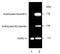 Small Ubiquitin Like Modifier 1 antibody, LS-C343812, Lifespan Biosciences, Western Blot image 