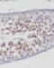 Major facilitator superfamily domain-containing protein 2A antibody, FNab05153, FineTest, Immunohistochemistry paraffin image 