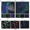 Toll Like Receptor 3 antibody, NBP2-24904, Novus Biologicals, Immunofluorescence image 