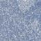 Gamma-Butyrobetaine Hydroxylase 1 antibody, HPA007600, Atlas Antibodies, Immunohistochemistry frozen image 