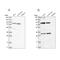 Nitric Oxide Associated 1 antibody, PA5-57420, Invitrogen Antibodies, Western Blot image 