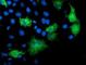 Katanin Regulatory Subunit B1 antibody, NBP2-01383, Novus Biologicals, Immunofluorescence image 