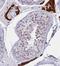 Potassium Channel Tetramerization Domain Containing 13 antibody, NBP2-14147, Novus Biologicals, Immunohistochemistry frozen image 