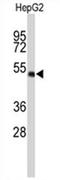 WD Repeat Domain 37 antibody, AP54541PU-N, Origene, Western Blot image 