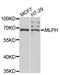Melanophilin antibody, A6656, ABclonal Technology, Western Blot image 