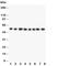 Dihydrolipoamide Dehydrogenase antibody, R30535, NSJ Bioreagents, Western Blot image 