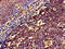 Neutrophil Cytosolic Factor 1 antibody, orb49017, Biorbyt, Immunohistochemistry paraffin image 